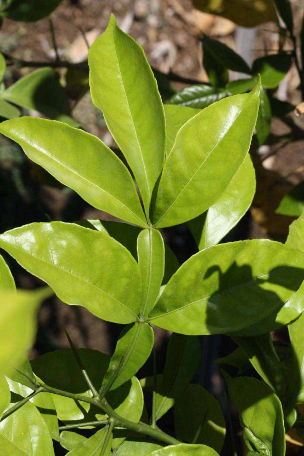              Compound leaf (Riverside, CA)       